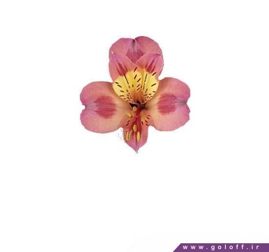 شاخه گل - گل آلسترومریا ویژن - Alstroemeri | گل آف